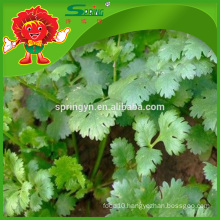 100% Natural Green Parsley Best Fresh Vegetables